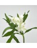 Alstroemeria (Imported) - White With Red Line (5/10 Stems)
