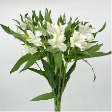 Alstroemeria (Imported) - White With Red Line (5/10 Stems)