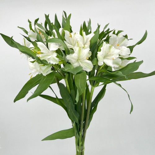 Alstroemeria (Imported) - White With Red Line (5/10 Stems)