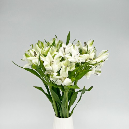 Alstroemeria (Imported) - White (5/10 Stems) Alstroemeria (Imported) - White (5/10 Stems)