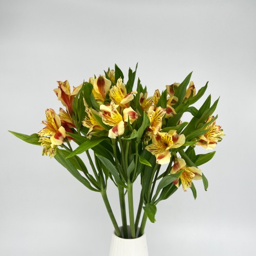 Alstroemeria (Imported) - 2 Tone Yellow Orange (5/10 Stems)