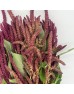 Amaranthus Straight (Imported) - Red (Per Bundle) Amaranthus Straight (Imported) - Red (Per Bundle)