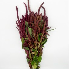 Amaranthus Straight (Imported) - Red (Per Bundle)
