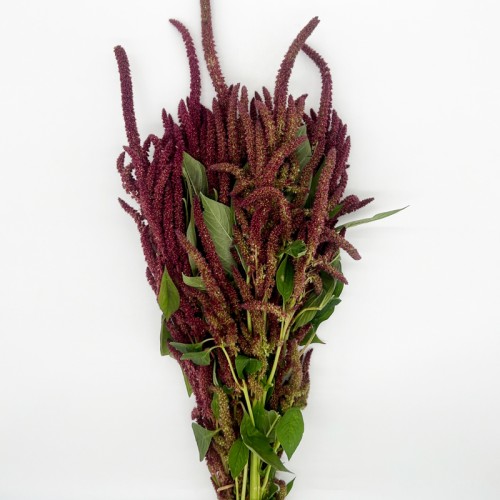 Amaranthus Straight (Imported) - Red (Per Bundle) Amaranthus Straight (Imported) - Red (Per Bundle)