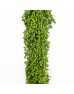 Amaranthus (Imported) - Green (5 Stems) Amaranthus (Imported) - Green (5 Stems)