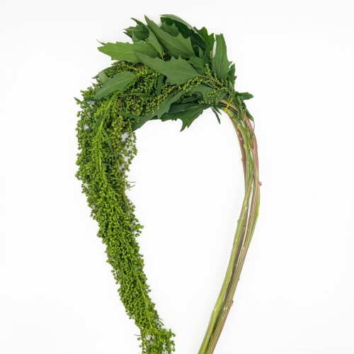 Amaranthus (Imported) - Green (5 Stems) Amaranthus (Imported) - Green (5 Stems)