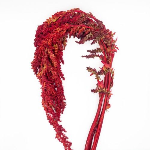 Amaranthus (Imported) - Red (5 Stems) Amaranthus (Imported) - Red (5 Stems)