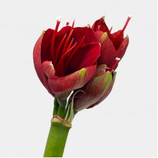 Amaryllis (Imported) - Red (Per Stem) Amaryllis (Imported) - Red (Per Stem)