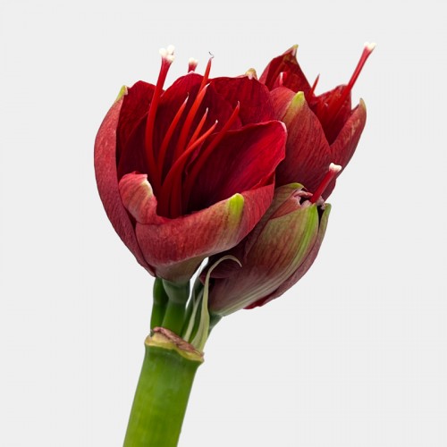 Amaryllis (Imported) - Red (Per Stem)