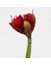 Amaryllis (Imported) - Red (Per Stem)