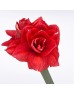 Amaryllis (Imported) - Red (2 Stem) Amaryllis (Imported) - Red (2 Stem)