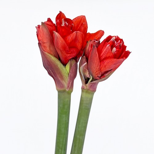 Amaryllis (Imported) - Red (2 Stem) Amaryllis (Imported) - Red (2 Stem)