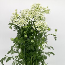 Ammi New (Imported) - White (Per Bundle)