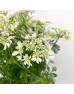 Ammi New (Imported) - White (Per Bundle)