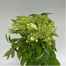 Ammi (Local) - Green White (1 Bundle)