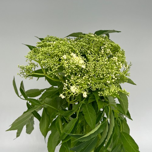 Ammi (Local) - Green White (1 Bundle)