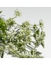 Ammi (Imported) - White (10 Stems)