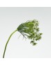 Ammi (Imported) - White (10 Stems)