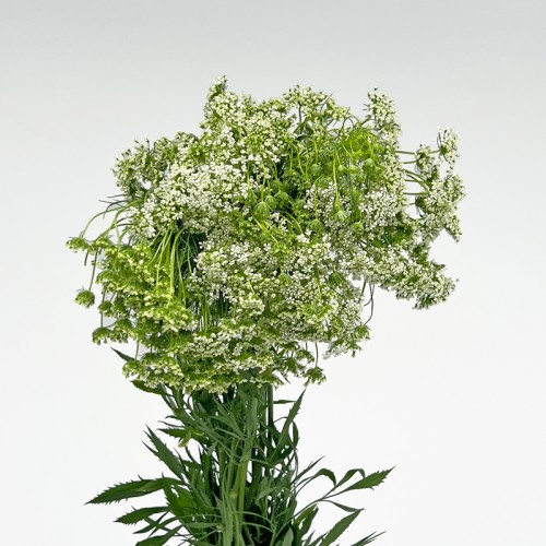 Ammi (Imported) - White (10 Stems)