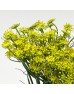 Ammi (Imported) - Yellow (Per Bundle)
