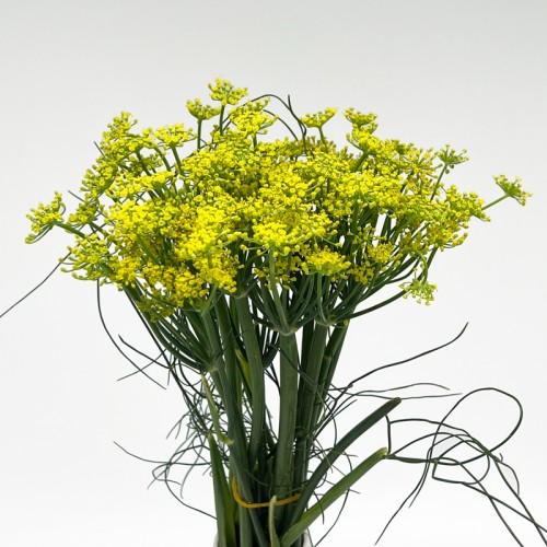 Ammi (Imported) - Yellow (Per Bundle)