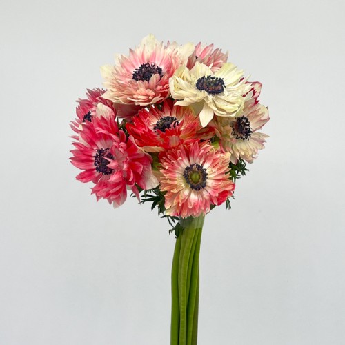 Anemone Hupehensis (Imported) - (Per Bundle) Anemone Hupehensis (Imported) - (Per Bundle)