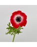 Anemone Hupehensis (Imported) - Red (10 Stems)
