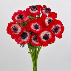 Anemone Hupehensis (Imported) - Red (10 Stems)