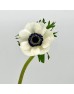 Anemone Hupehensis (Imported) - White (10 Stems)