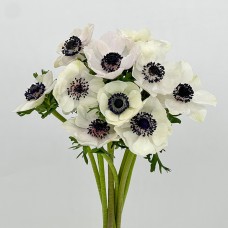 Anemone Hupehensis (Imported) - White (10 Stems)