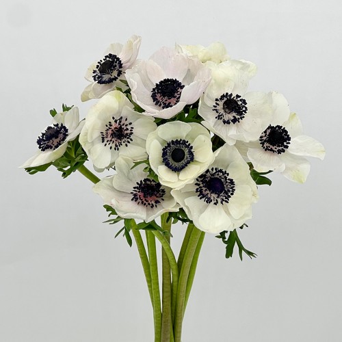 Anemone Hupehensis (Imported) - White (10 Stems)