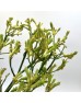 Anigozanthos (Imported) - Green (Per Bundle) Anigozanthos (Imported) - Green (Per Bundle)