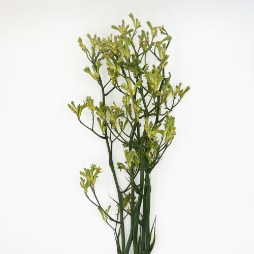 Anigozanthos (Imported) - Green (Per Bundle) Anigozanthos (Imported) - Green (Per Bundle)