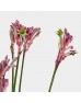 Anigozanthos (Imported) - Pink Pearl (5 Stems) Anigozanthos (Imported) - Pink Pearl (5 Stems)