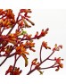 Anigozanthos (Imported) - Red (Per Bundle) Anigozanthos (Imported) - Red (Per Bundle)