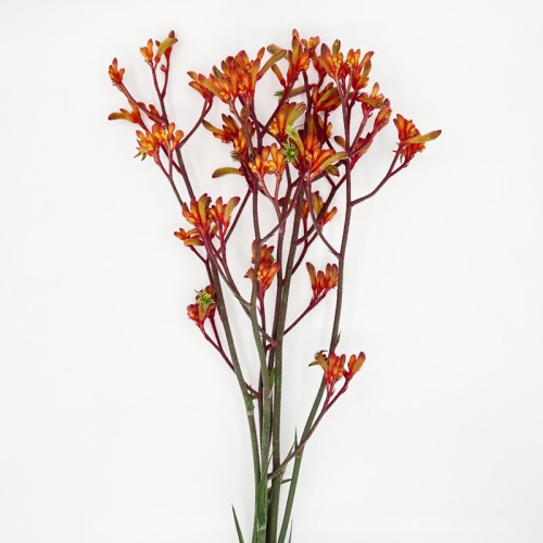 Anigozanthos (Imported) - Red (Per Bundle) Anigozanthos (Imported) - Red (Per Bundle)