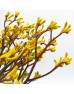 Anigozanthos (Imported) - Yellow (Per Bundle) Anigozanthos (Imported) - Yellow (Per Bundle)
