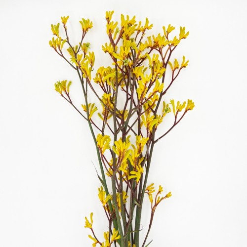 Anigozanthos (Imported) - Yellow (Per Bundle) Anigozanthos (Imported) - Yellow (Per Bundle)