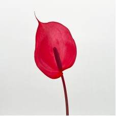 Anthurium (Imported) - Xavia 萨维亚 (1 Stem)