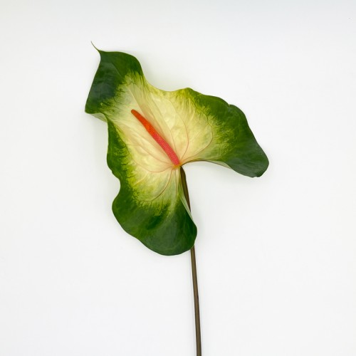 Anthurium (Imported) - Denali 德纳里 (1 Stem) Anthurium (Imported) - Denali 德纳里 (1 Stem)
