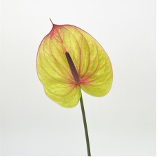 Anthurium (Imported) - Lucardi 卢卡迪 (1 Stem)