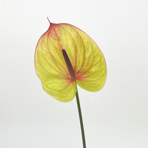 Anthurium (Imported) - Lucardi 卢卡迪 (1 Stem)