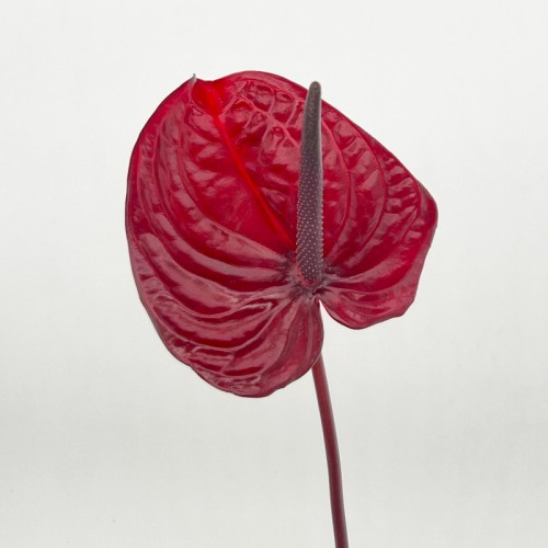 Anthurium (Imported) - Nero 尼诺 (1 Stem) Anthurium (Imported) - Nero 尼诺 (1 Stem)