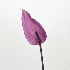 Anthurium (Imported) - Previa 普利维亚 (1 Stem)