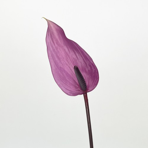 Anthurium (Imported) - Previa 普利维亚 (1 Stem) Anthurium (Imported) - Previa 普利维亚 (1 Stem)