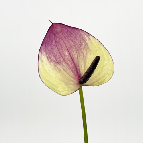 Anthurium (Imported) - Maxima Violeta 紫色马克西玛 (1 Stem)
