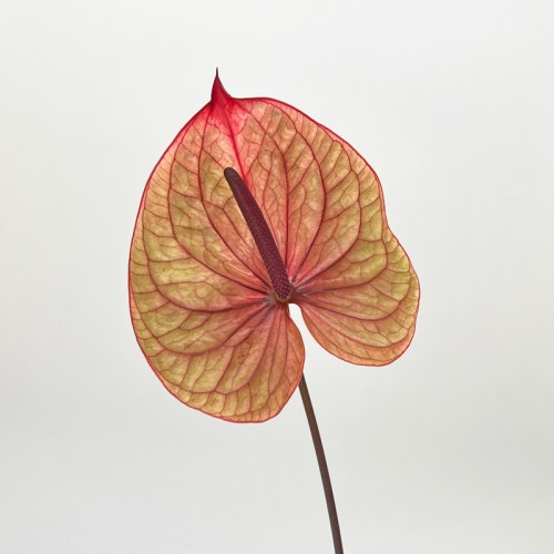 Anthurium (Imported) - Tequila 龙舌兰 (1 Stem)