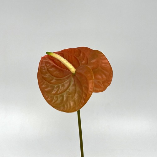 Anthurium (Local) - Terra (1 Stem) Anthurium (Local) - Terra (1 Stem)