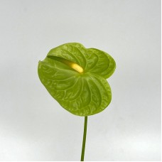 Anthurium (Local) - Midori Green (1 Stem) Anthurium (Local) - Midori Green (1 Stem)