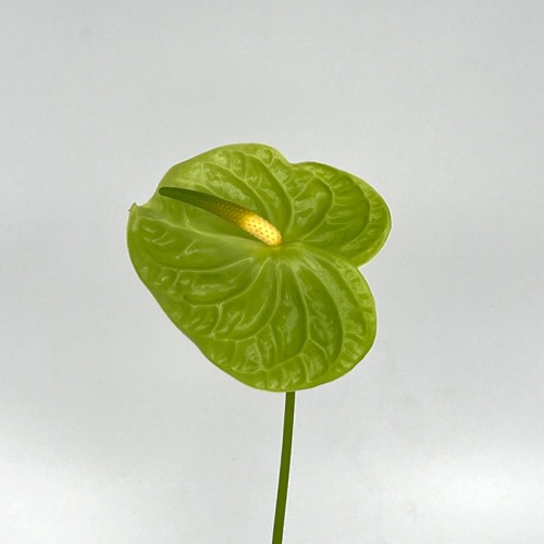 Anthurium (Local) - Midori Green (1 Stem)